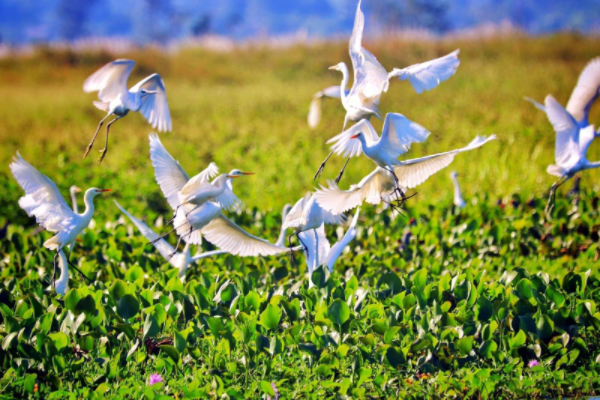 克钦邦茵都基湖及相关湿地地区11月份内进入了候鸟上万只