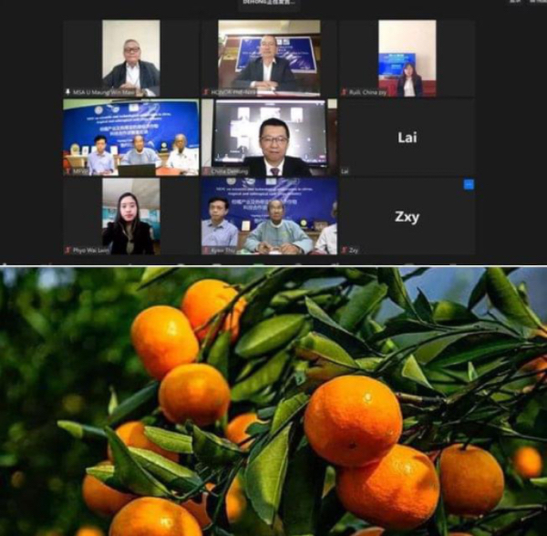 为了缅甸橘子商业化种植与中国专家签署了谅解备忘录
