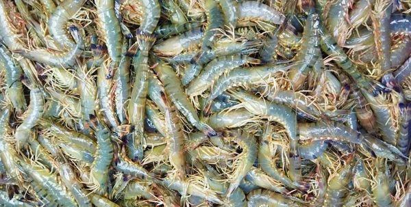 本财政年度8个月缅甸向国外出口了各种虾类7千多公吨