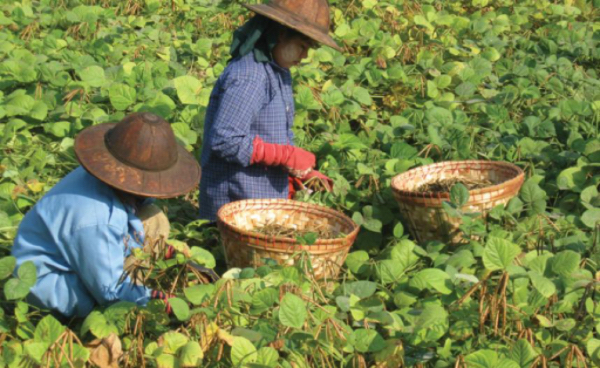 孟邦穆洞县区今年冬季规划种植厨房作物2千多英亩