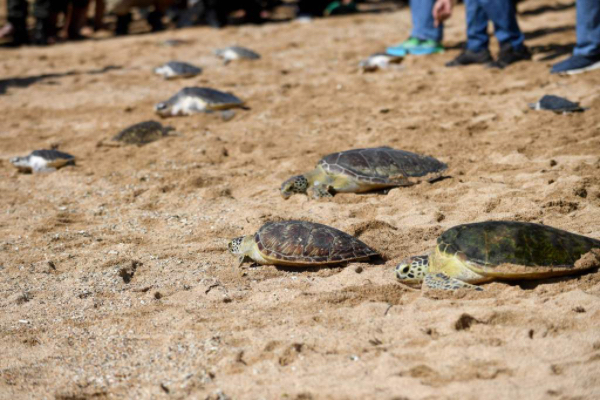 若开邦丹兑专区景德利镇区有一珍稀品种海龟上岸产卵
