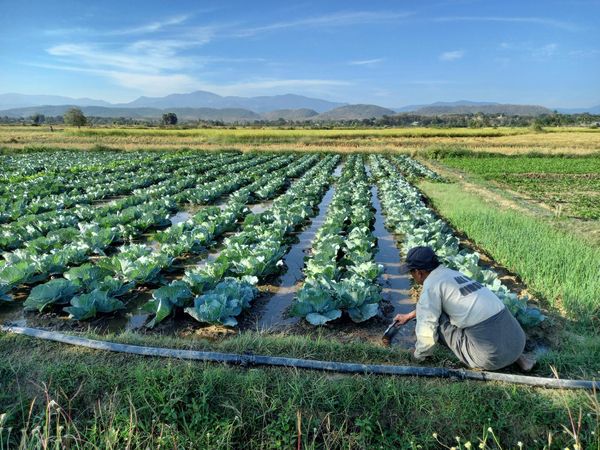 伊洛瓦底省礼德耶县区本年度冬季将种植7.8万多英亩冬作物