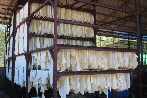 克钦邦八莫县区生产出来的橡胶畅销国内外