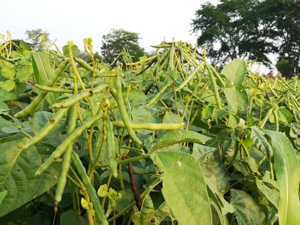 伊洛瓦底省宫漂县区本年度冬季规划种植绿豆10多万英亩