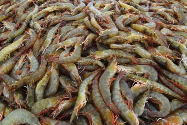 本财政年度9个月缅甸向国外出口8400多吨虾类