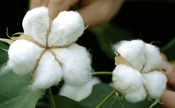 工业部长表示将打从造棉花种植到纺织一条线的生产链