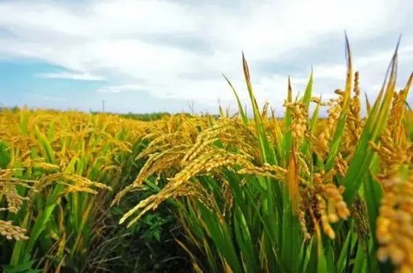 实皆省达木专区完成雨季稻4万多英亩的收割工作