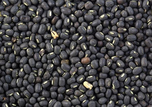 伊洛瓦底省兴实塔及棉昂两专区农民们种植黑麦豆收益良多