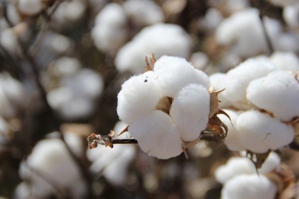 曼德勒省皎栖专区雨末种植的长纤维棉花已开始采收工作