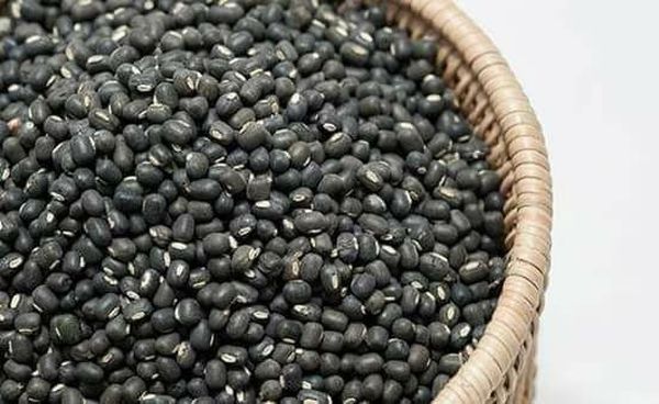 伊洛瓦底省英脉县区种植的冬作物黑麦豆已有2.8万英亩完成采收