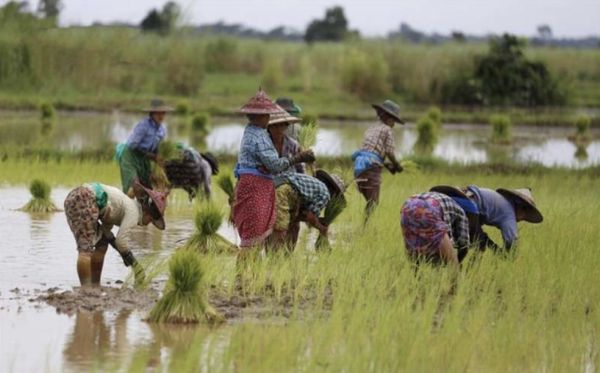 实皆省杰沙县区种植了夏季稻9,000多英亩