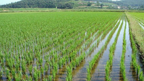马奎省本漂县区利用梅塞丽分水渠种植了夏季稻1万多英亩  