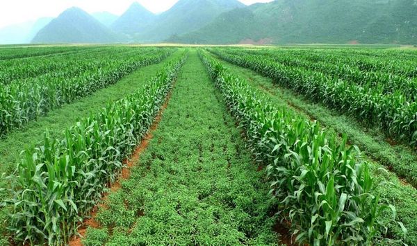 2023—24财政年度缅甸向国外出口农产品获得近40亿美元收入
