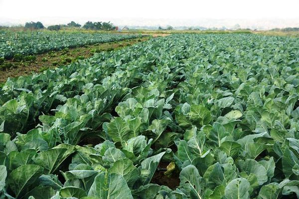 实皆省霍马林专区冬作物种植季节期间种植了近4万英亩蔬菜作物