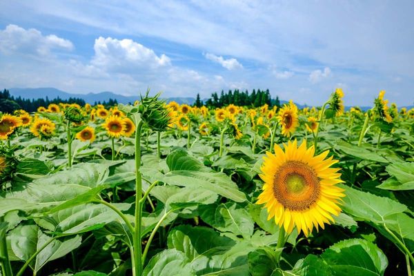 实皆省布德林县区种植了冬作物向日葵1.8万多英亩