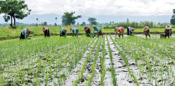 伊洛瓦底省额布都县区种植了夏季稻7,874英亩