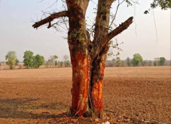 由于被大量刮取树皮热带地区的金合欢树面临绝种危机