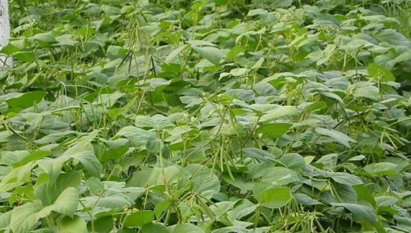 实皆省蒙育瓦专区今年种植了雨前绿豆1万多英亩