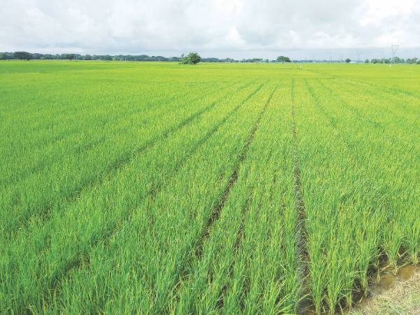 实皆省瑞帽专区完成了夏季稻3.5万多英亩的种植工作