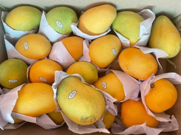今年芒果季节只能依靠国内市场销售这芒果