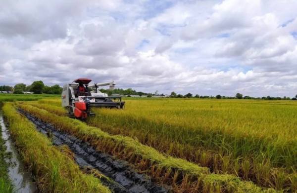 实皆省茂叻专区完成了夏季稻7千多英亩的种植工作