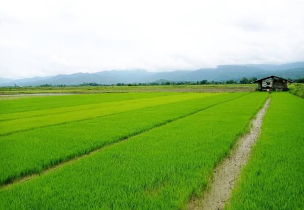 实皆省耶乌专区完成1,500多英亩夏季稻种植工作