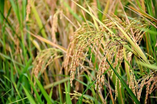 伊洛瓦底省稻谷价钱稳定农民们每英亩至少盈利40万缅元