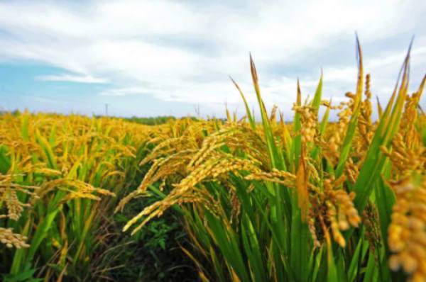 目前缅甸全国稻谷种植情况介绍