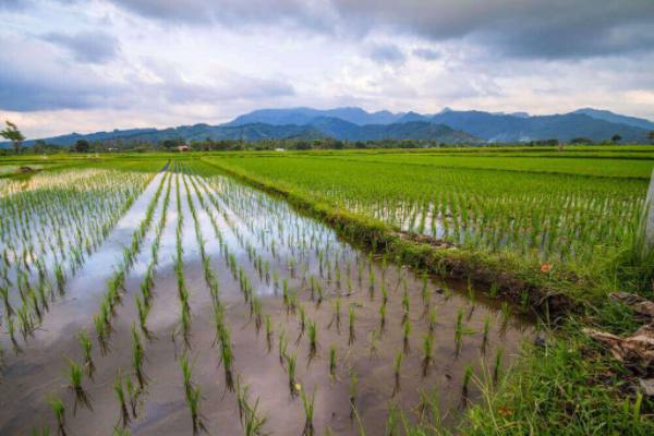 勃固省瑞同县区种植了夏季稻2千多英亩