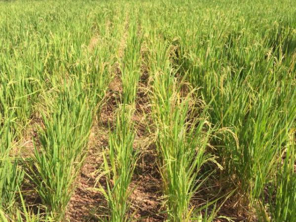 伊洛瓦底省勃生专区种植了夏季稻22万多英亩