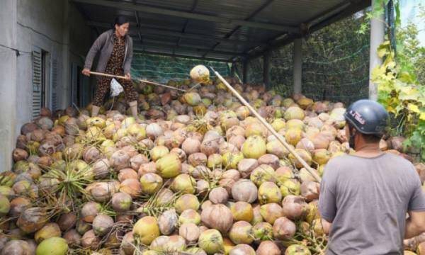 泰国与孟加拉国有意愿购买缅甸椰子