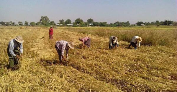 伊洛瓦底省额布都县区完成了夏季稻7,933英亩的收割工作