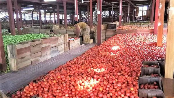 曼德勒省密铁拉县区农村地区种植番茄农民们收益良好