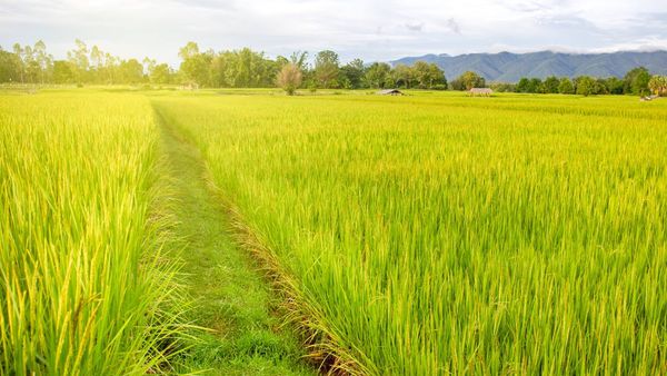 伊洛瓦底省宫漂专区完成了夏季稻6万多英亩的采收工作    