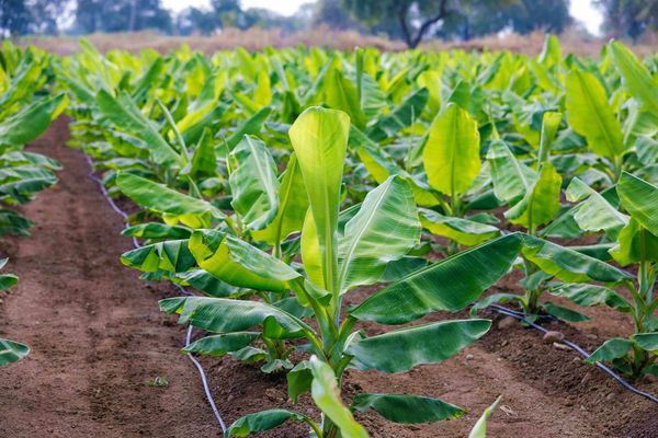 马奎省本漂县区当地农夫们因香蕉获得好价钱正在扩大种植