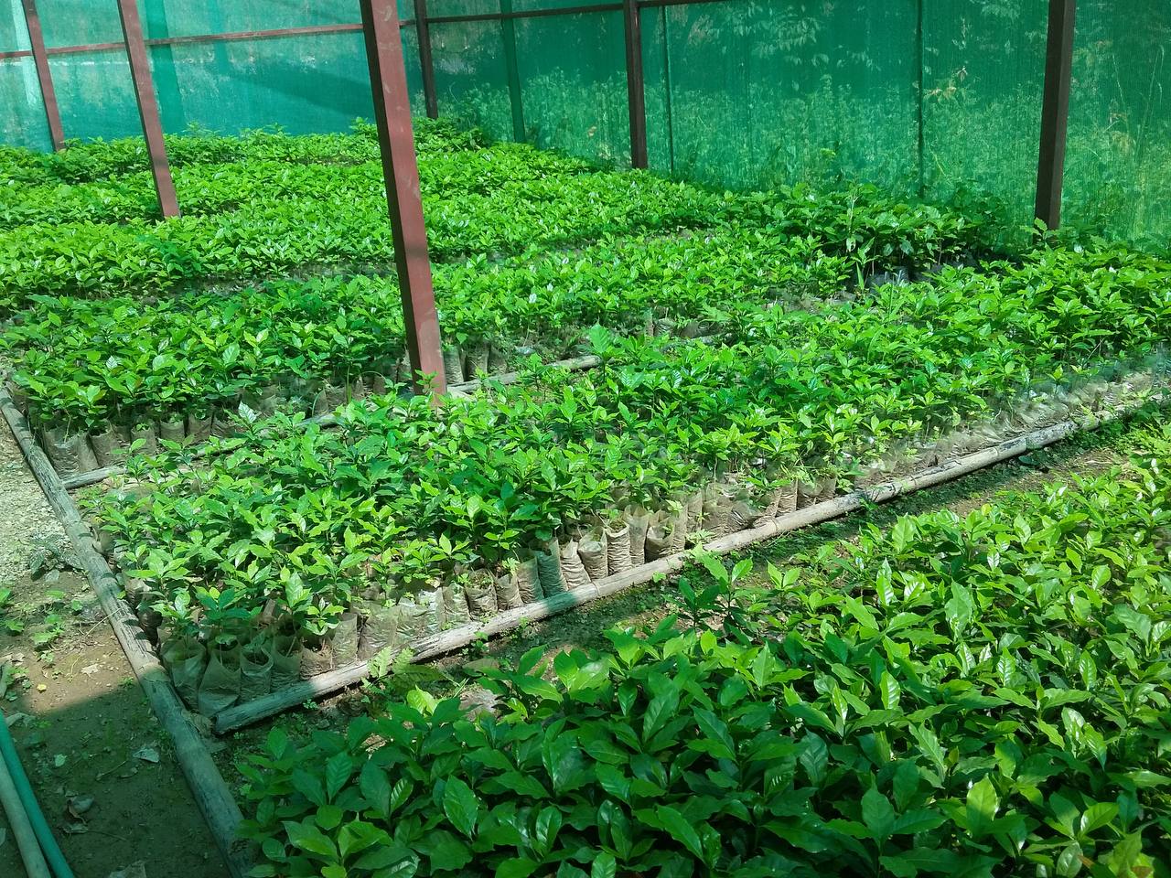 马奎省敏东县区赠送咖啡树苗给有关种植农户