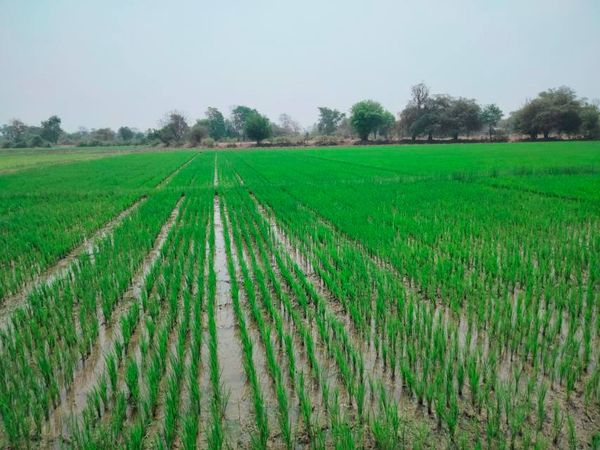 伊洛瓦底省海基遵镇区今年雨季规划种植雨季稻4.7万多英亩