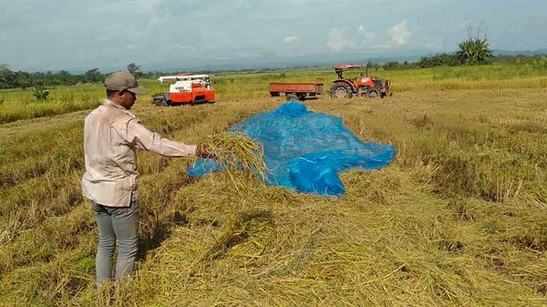 实皆省茂叻县区完成了夏季稻1,689英亩的采收工作