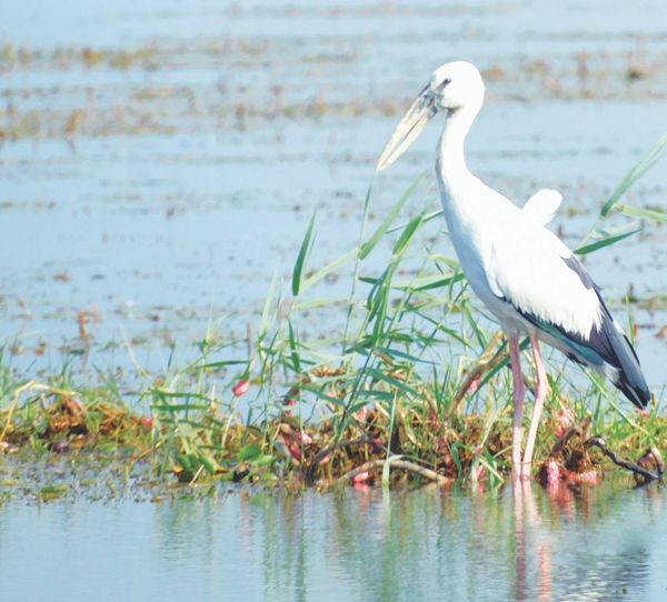 水鸟们大量栖息生活的缅甸境内几个自然保护区
