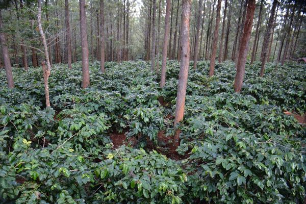 曼德勒省彬乌伦地区咖啡产量良好农夫们期望获得好价钱