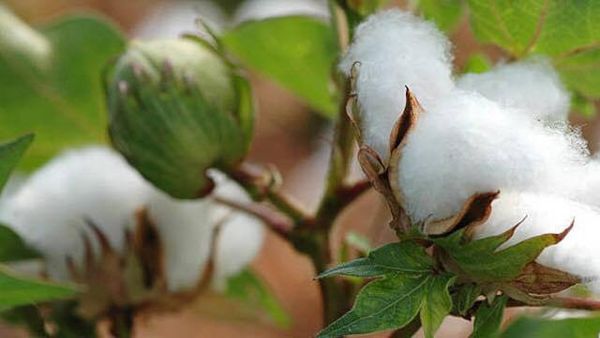 马奎省本漂县区今年雨季规划种植长纤维棉花5,800英亩