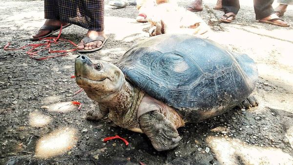 目前只存在于缅甸的珍稀龟种岱龟已发展到1,000多只