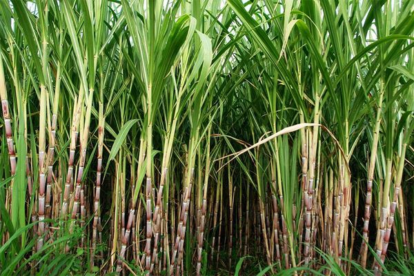 实皆省瑞帽县区皎苗分县区完成1,500多英亩的甘蔗种植工作