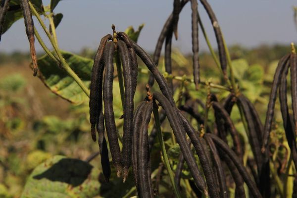 曼德勒省敏建县区种植的冬绿豆6千多英亩已完成采收工作