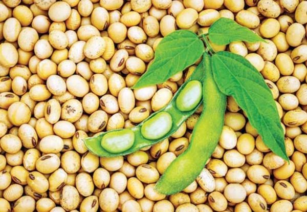 缅甸大豆作物种植情况