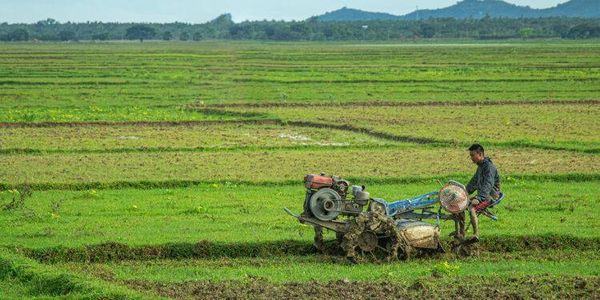 实皆省委勒县区今年夏作物种植季节期间种植了夏季稻1万多英亩