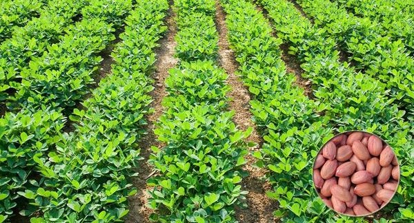 马奎省东墩基县区雨花生种植特区完成雨花生4千多英亩种植工作