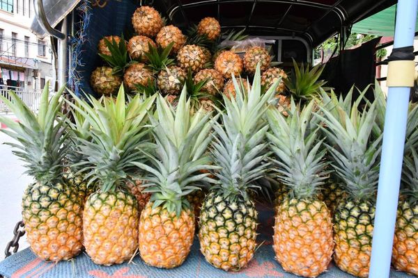 掸邦南部地区6月份出产的凤梨水果上市获得好销路