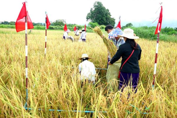曼德勒省皎栖县区夏季稻标准田收割1英亩鲜稻谷产量达150缅箩