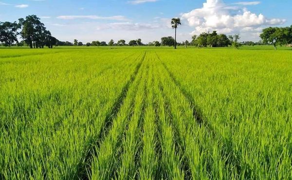 实皆省杰沙县区规划种植3万多英亩雨季稻已种植5千多英亩